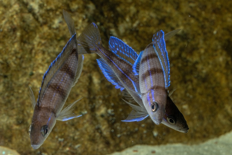 Paracyprichromis sp. 'ammelrooyi' Ikola